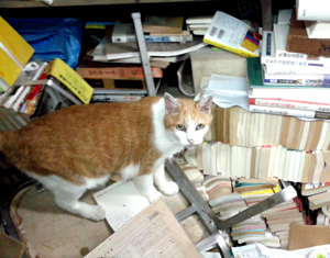 gense_neko.jpg