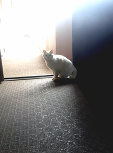 q_cat_sub.jpg